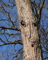 Cartoon: Hello fellow! (small) by Kestutis tagged hello,fellow,nature,tree,wood,lithuania,kestutis